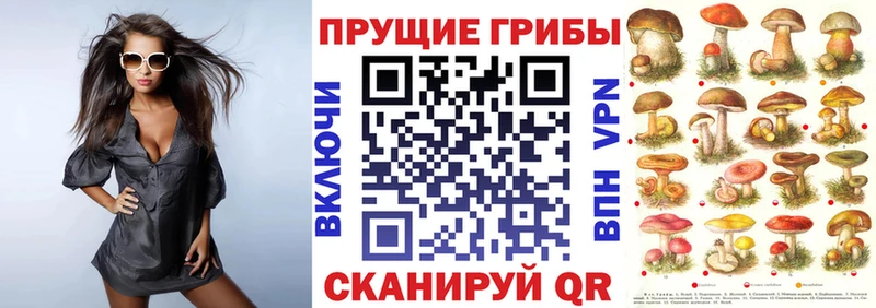 darknet какой сайт  Шилка  Псилоцибиновые грибы GOLDEN TEACHER 